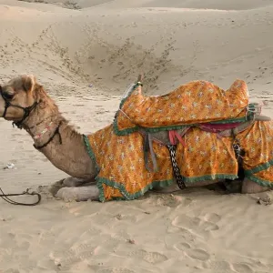 Camel resting at sam sand dunes at Jaisalmer Camel resting at sam sand dunes at Jaisalmer