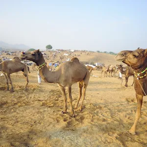 Camels at pushkar fair, Rajasthan, India, Asia Camels at pushkar fair, Rajasthan, India, Asia