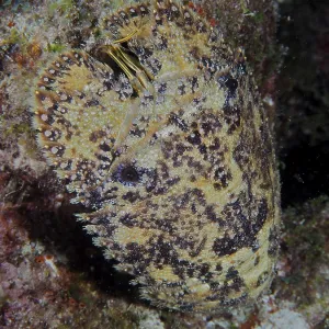 Camouflage-coloured marine creature with detailed texture and patterning Camouflage-coloured marine creature with detailed texture and patterning