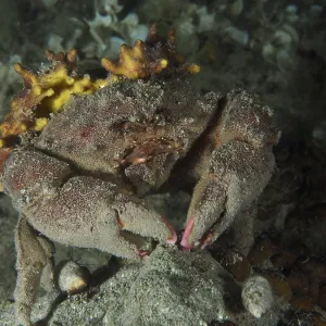 A Camouflaged Woolly Crab Print, House Reef, Pula, Croatia