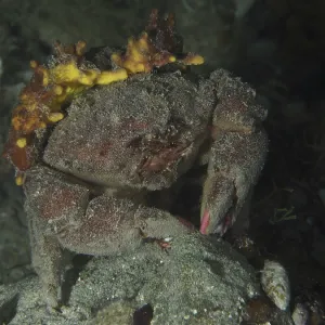 A Camouflaged Woolly Crab Print, Mediterranean Sea