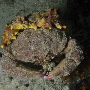 A Camouflaged Woolly Crab Print