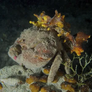 A Camouflaged Woolly Crab Print