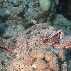 A camouflaged fish, fringed scorpionfish (Scorpaenopsis oxycephala)
