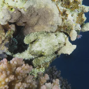 A well camouflaged fish, fringed scorpionfish (Scorpaenopsis oxycephala)