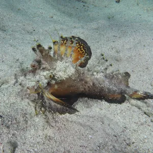 Camouflaged fish, Red Sea Walkman (Inimicus filamentosus) Camouflaged fish, Red Sea Walkman (Inimicus filamentosus)