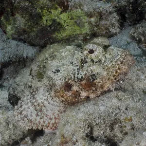 A well camouflaged fish, Spotted scorpionfish (Scorpaena plumieri)