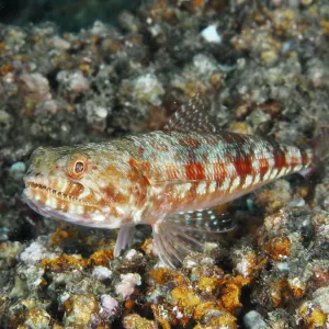 Camouflaged marbled lizardfish (Synodus rubromarmoratus) with red-orange scale pattern rests on stones