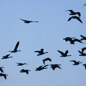 Canada geese in blue sky, Umminger See Canada geese in blue sky, Umminger See