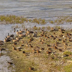 Canada geese and ducks are resting on the shore of shuswap lake in salmon arm Canada geese and ducks are resting on the shore of shuswap lake in salmon arm