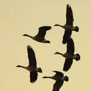 Canada geese at sunset, Umminger See Canada geese at sunset, Umminger See