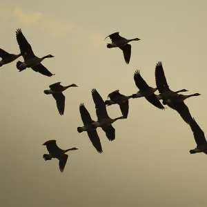 Canada geese at sunset, Umminger See Canada geese at sunset, Umminger See