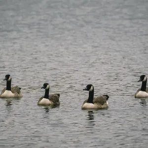 Canada Geese, Umminger See Canada Geese, Umminger See