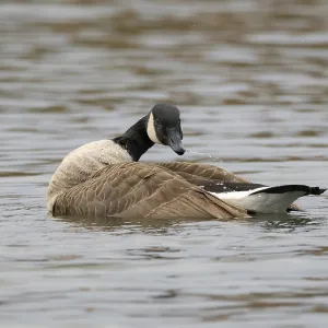 A Canada goose bathing A Canada goose A Canada goose bathing A Canada goose