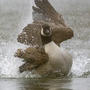 A Canada goose bathing, Umminger See A Canada goose bathing, Umminger See