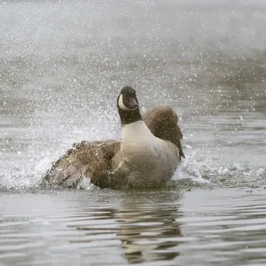A Canada goose bathing, Umminger See A Canada goose bathing, Umminger See