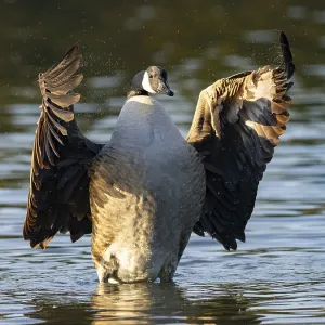 A Canada goose beats with its wings A Canada goose beats with its wings