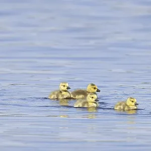 Canada goose (Branta canadensis)