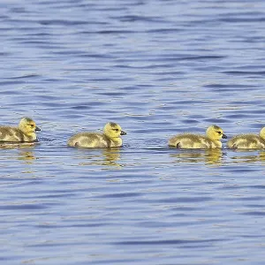 Canada goose (Branta canadensis)