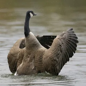 A Canada goose flaps its wings after plumage care A Canada goose flaps its wings after plumage care