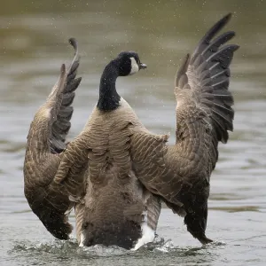 A Canada goose flaps its wings after plumage care A Canada goose flaps its wings after plumage care