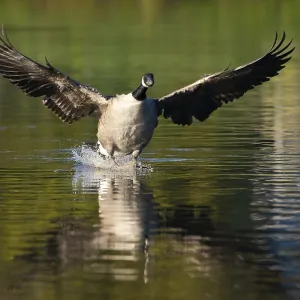 A Canada goose landing, Umminger See A Canada goose landing, Umminger See