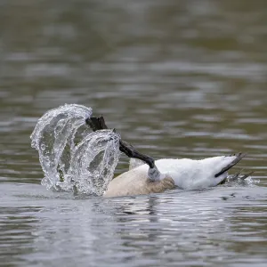 A Canada goose at a somersault tree A Canada goose at a somersault tree