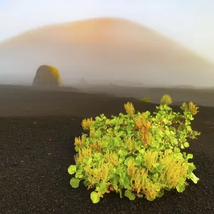 Canary Island amphora (Rumex lunaria) and lava bomb in front of the Caldera Colorada