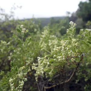Canary Island chickweed (Paronychia canariensis) Canary Island chickweed (Paronychia canariensis)
