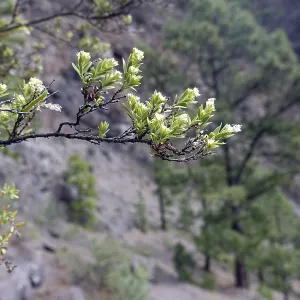 Canary Island chickweed (Paronychia canariensis) Canary Island chickweed (Paronychia canariensis)
