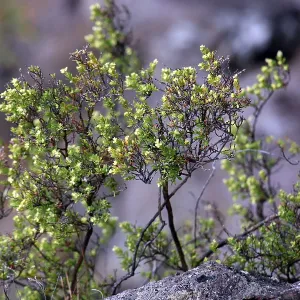 Canary Island chickweed (Paronychia canariensis) Canary Island chickweed (Paronychia canariensis)