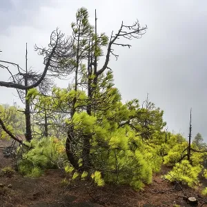 Canary island pine (Pinus canariensis) after forest fire