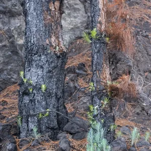 Canary Island pine (Pinus canariensis) to forest fire Canary Island pine (Pinus canariensis) to forest fire