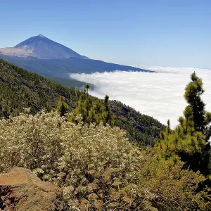 Canary Island pines (Pinus canariensis) in volcanic landscape