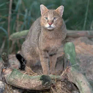 Cane cat, Jungle cat (Felis chaus), Swamp cat