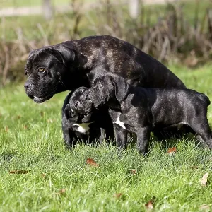 Cane Corso, Dog Breed from Italy