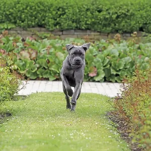Cane Corso Italiano
