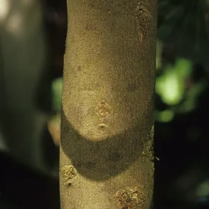 Canistel (Pouteria campechiana)