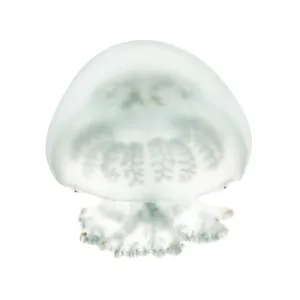 Cannonball jellyfish or cabbagehead jellyfish Cannonball jellyfish or cabbagehead jellyfish