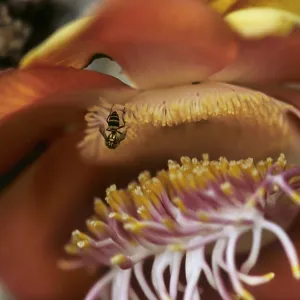 Cannonball tree (Couroupita guianensis)