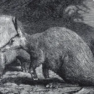 Cape aardvark (Orycheropus capensis)