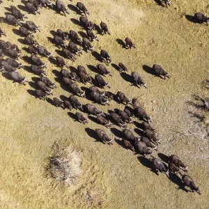 Cape Buffaloes (Syncerus caffer caffer) Cape Buffaloes (Syncerus caffer caffer)