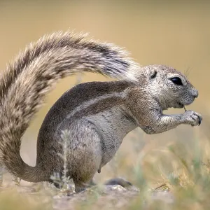 Cape ground squirrel (Xerus inauris)