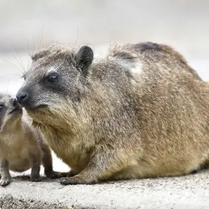 Cape hyraxes (Cape hyraxes), kitten with mother Cape hyraxes (Cape hyraxes), kitten with mother