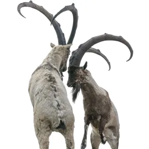 Capricorn on the mountain. isolated Wild goat