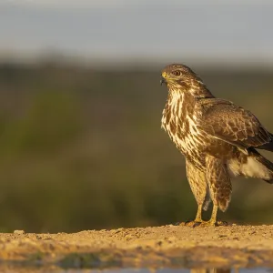 A captivating image of a hawk standing solemnly on the ground A captivating image of a hawk standing solemnly on the ground