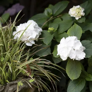A captivating view of white hydrangeas amidst lush green foliage presenting a serene garden landscape a testament to A captivating view of white hydrangeas amidst lush green foliage presenting a serene garden landscape a testament to
