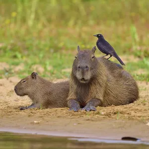 Two Capybaras sitting on the riverbank with a bird Two Capybaras sitting on the riverbank with a bird