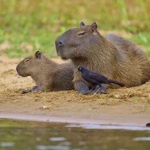 Two capybaras with a small bird close together on the bank Two capybaras with a small bird close together on the bank