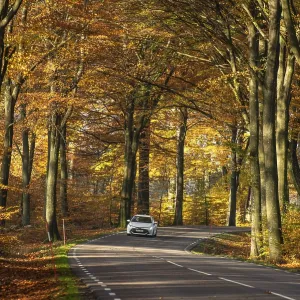 Car in colorful beech forest in autumn in Sankt Olof Car in colorful beech forest in autumn in Sankt Olof